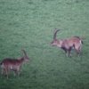 Beceite Ibex Hunting in Spain